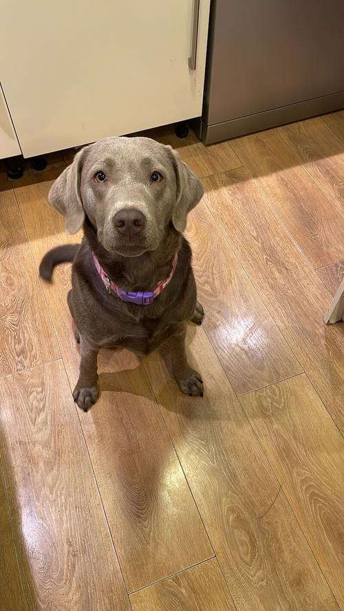 only 1 Silver Girl! 7 Weeks Old Stunning Silver & Charcoal K.C Registered Labrador Puppies for sale in Great Hallingbury, Essex - Image 11