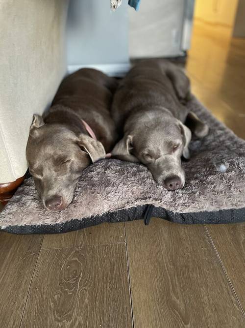 only 1 Silver Girl! 7 Weeks Old Stunning Silver & Charcoal K.C Registered Labrador Puppies for sale in Great Hallingbury, Essex - Image 10
