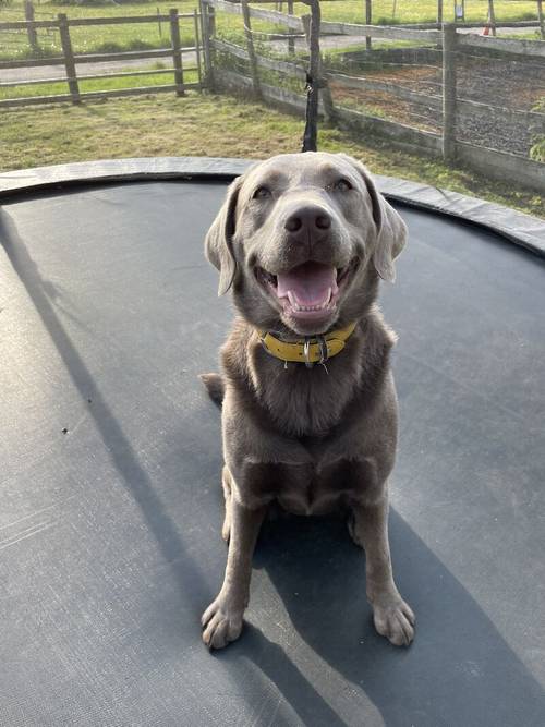 only 1 Silver Girl! 7 Weeks Old Stunning Silver & Charcoal K.C Registered Labrador Puppies for sale in Great Hallingbury, Essex - Image 12