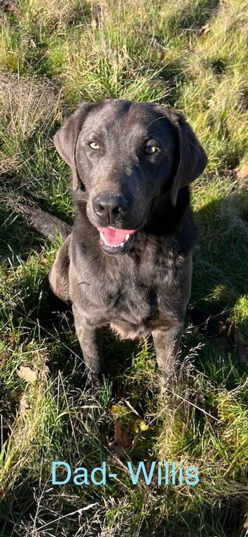 only 1 Silver Girl! 7 Weeks Old Stunning Silver & Charcoal K.C Registered Labrador Puppies for sale in Great Hallingbury, Essex - Image 13