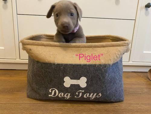 only 1 Silver Girl! 7 Weeks Old Stunning Silver & Charcoal K.C Registered Labrador Puppies for sale in Great Hallingbury, Essex - Image 7