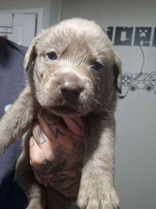 5 weeks old labrador puppies for sale in Walsall, West Midlands