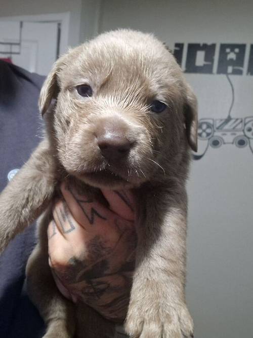 5 weeks old labrador puppies for sale in Walsall, West Midlands - Image 1