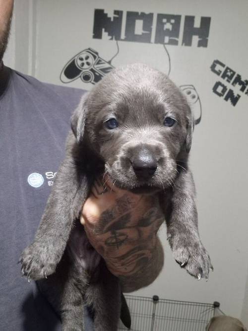 5 weeks old labrador puppies for sale in Walsall, West Midlands - Image 2