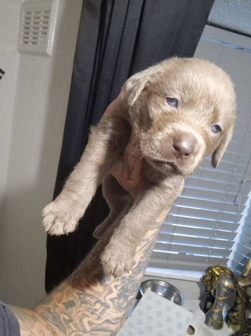 5 weeks old labrador puppies for sale in Walsall, West Midlands - Image 3