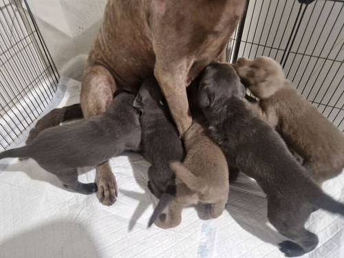 5 weeks old labrador puppies for sale in Walsall, West Midlands - Image 6