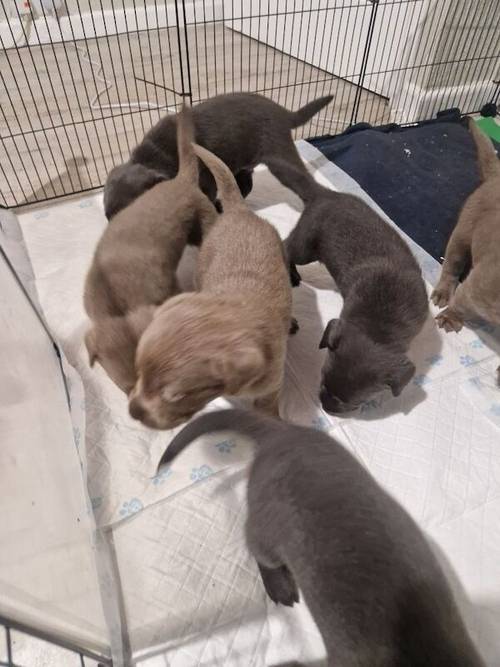 5 weeks old labrador puppies for sale in Walsall, West Midlands - Image 8