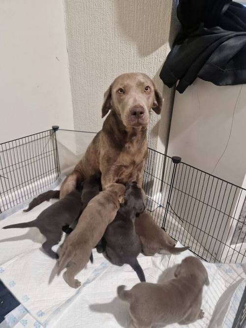 5 weeks old labrador puppies for sale in Walsall, West Midlands - Image 9