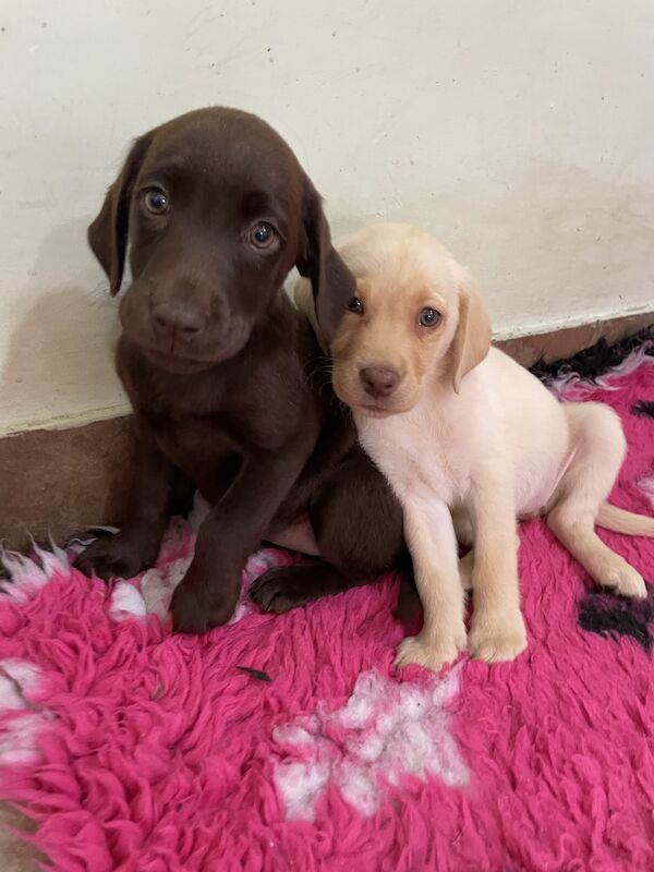 £550 Chocolate & Yellow Labrador Puppies From Health Tested Lines