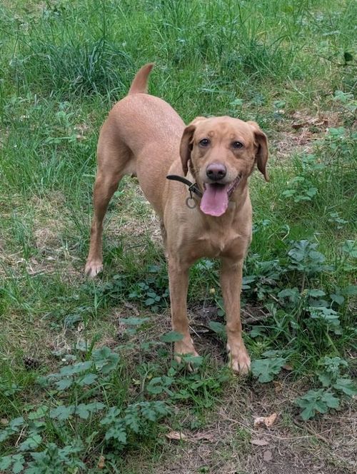 5*licenced breeder working lines fox red labs Wait List Open for sale in durham