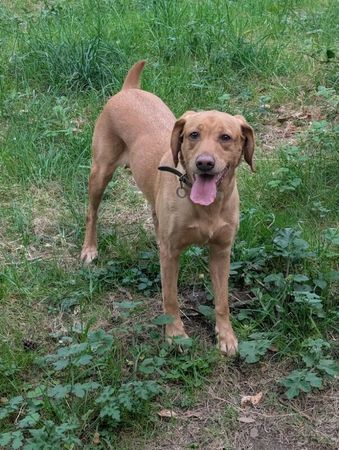 5*licenced breeder working lines fox red labs Wait List Open for sale in durham