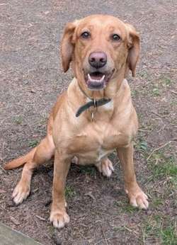 5*licenced breeder working lines fox red labs Wait List Open for sale in durham | Image 2