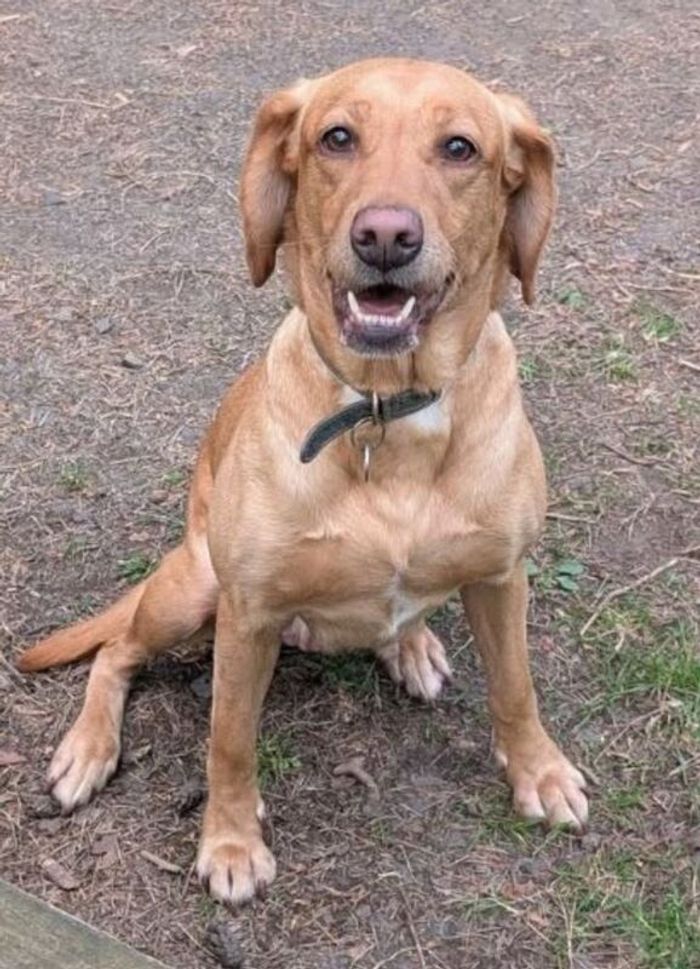 Labrador Retriever puppies for sale in durham – KC registered, 3 weeks old - Image 2 of 6