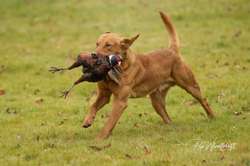 5*licenced breeder working lines fox red labs Wait List Open for sale in durham | Image 4