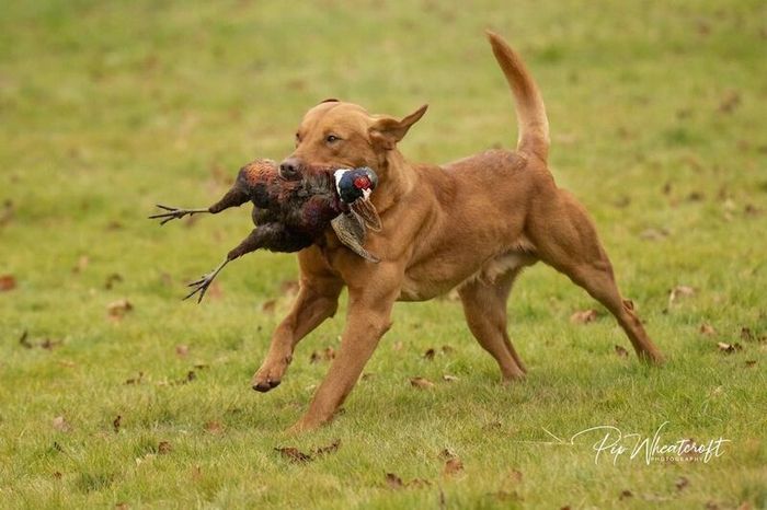 Labrador Retriever puppies for sale in durham – KC registered, 3 weeks old - Image 4 of 6