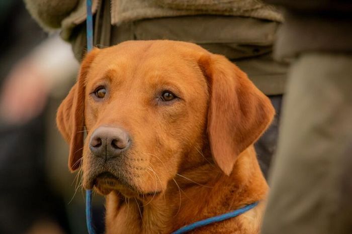 Labrador Retriever puppies for sale in durham – KC registered, 3 weeks old - Image 5 of 6