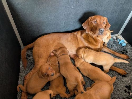 5*licenced home breeder 1 fox red girl left working lines for sale in Consett, Durham
