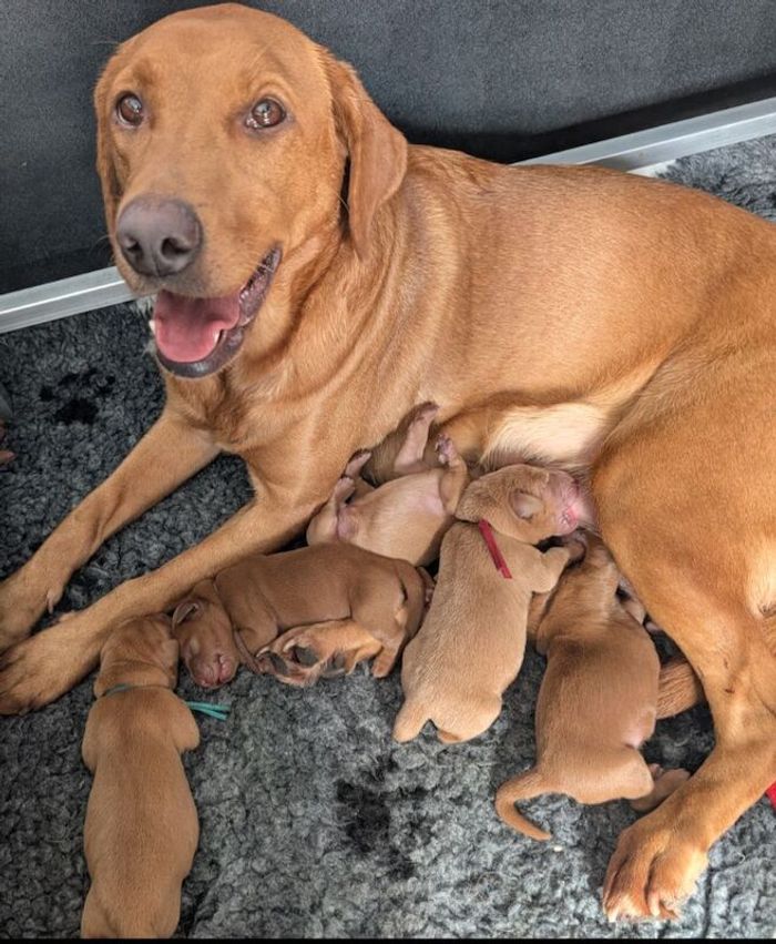 Labrador Retriever puppies for sale in Durham, Durham – KC registered, 12 weeks old