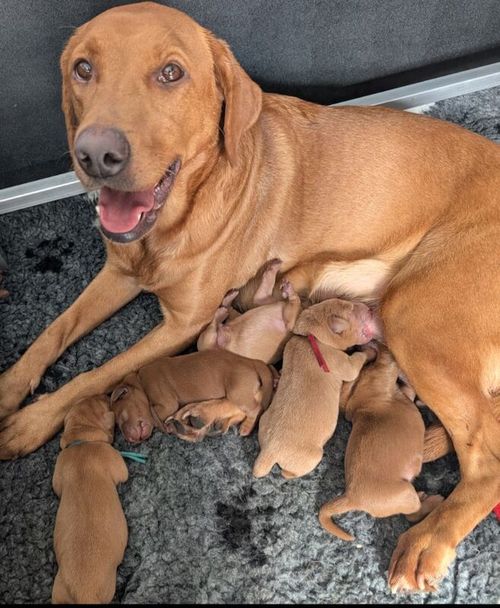 5*licenced home breeder working lines fox red labs for sale in Durham, Durham