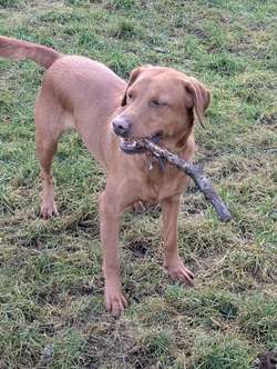5*licenced home breeder working lines fox red lab 1 boy left for sale in Durham, Durham | Image 2