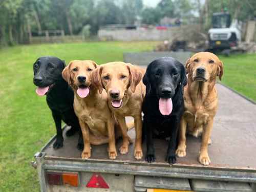 5th Generation Fox Red Labs for sale in Holwell, Leicestershire