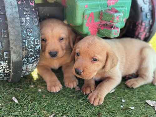 5th Generation Fox Red Labs for sale in Holwell, Leicestershire