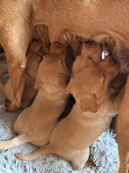 5th Generation Fox Red Labs for sale in Holwell, Leicestershire - Image 3