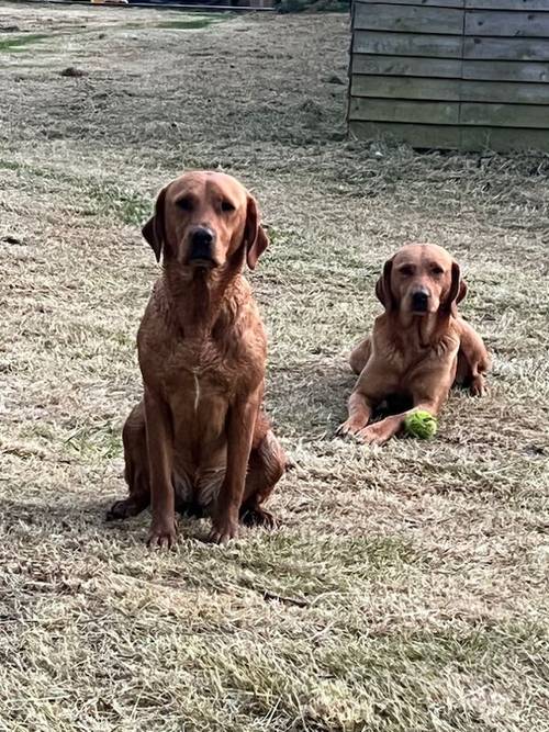 5th Generation Fox Red Labs for sale in Holwell, Leicestershire - Image 4