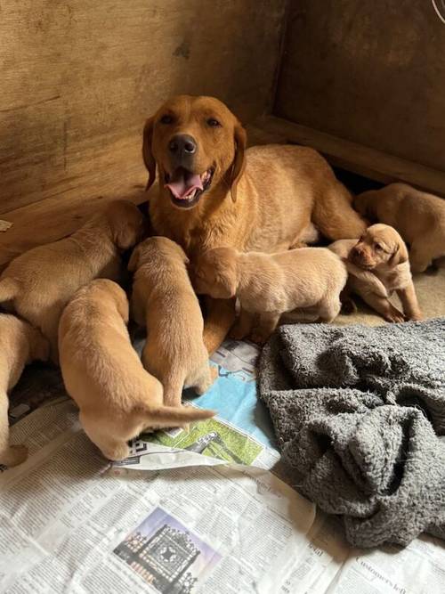 5th Generation Fox Red Labs for sale in Holwell, Leicestershire - Image 5