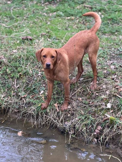 5th Generation Fox Red Labs for sale in Holwell, Leicestershire - Image 6