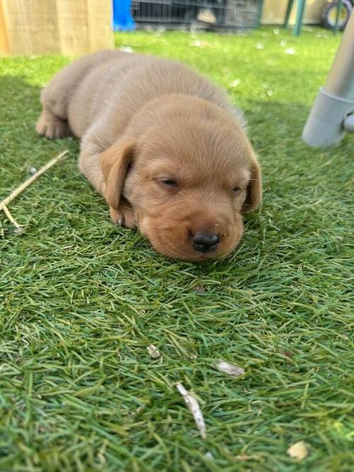 5th Generation Fox Red Labs for sale in Holwell, Leicestershire - Image 7