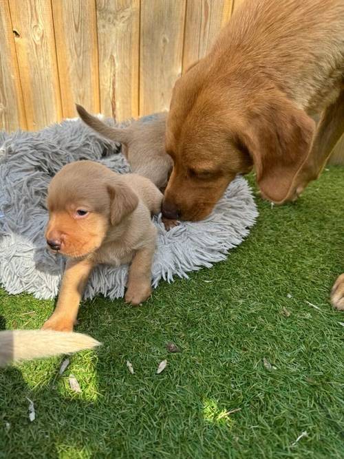 5th Generation Fox Red Labs for sale in Holwell, Leicestershire - Image 8