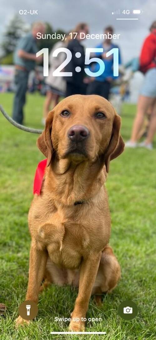 5th Generation Fox Red Labs for sale in Holwell, Leicestershire - Image 9