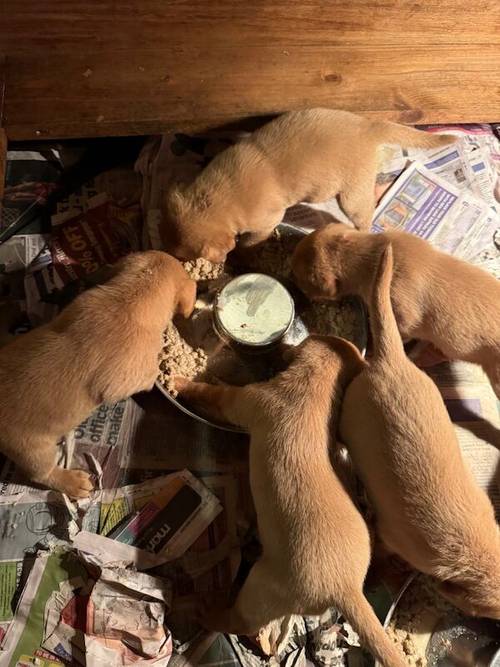 5th Generation Fox Red Labs for sale in Holwell, Leicestershire - Image 10