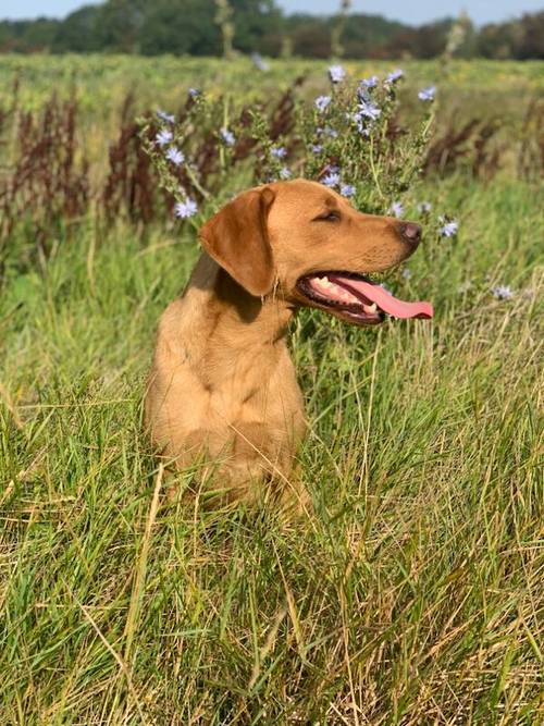 5th Generation Fox Red Labs for sale in Holwell, Leicestershire - Image 11