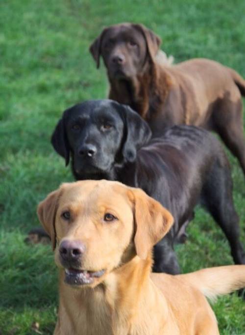 5th Generation Fox Red Labs for sale in Holwell, Leicestershire - Image 12