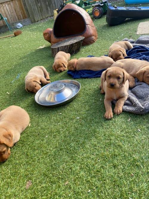 5th Generation Fox Red Labs for sale in Holwell, Leicestershire - Image 13