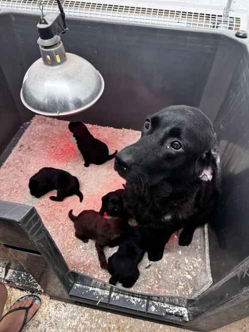 6 Beautiful Black and Chocolate Labrador Puppies for sale in Southampton, Hampshire