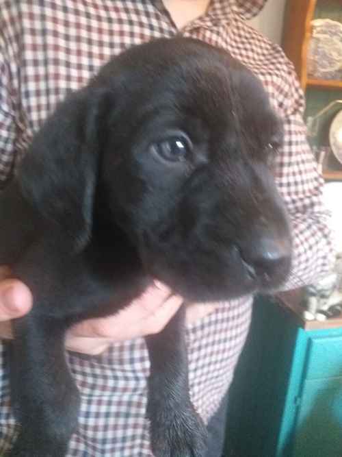 6 Black Labrador puppies for sale REDUCED too £750 for sale in Denbighshire