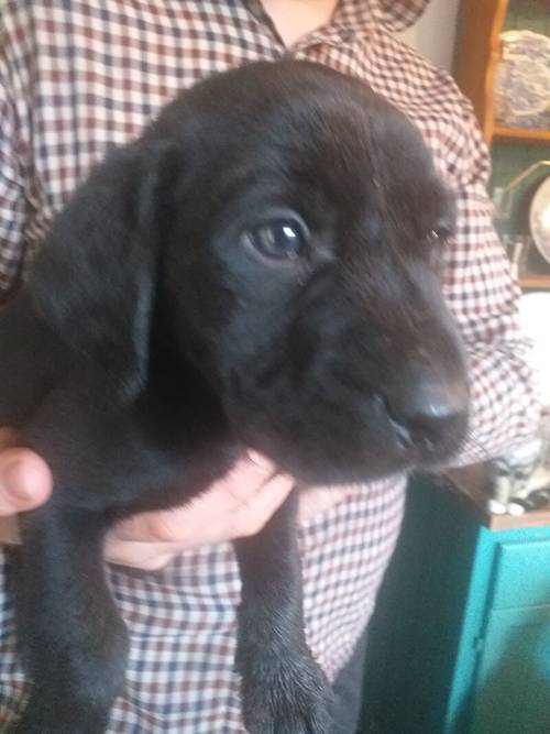 6 Black Labrador puppies for sale REDUCED £ 600 for sale in Denbighshire - Image 1