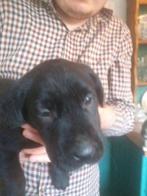 6 Black Labrador puppies for sale REDUCED £ 600 for sale in Denbighshire - Image 2