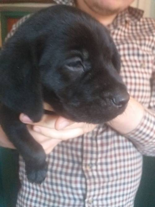 6 Black Labrador puppies for sale REDUCED £ 600 for sale in Denbighshire - Image 3