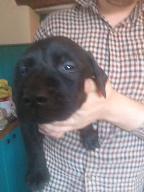 6 Black Labrador puppies for sale REDUCED £ 600 for sale in Denbighshire - Image 4