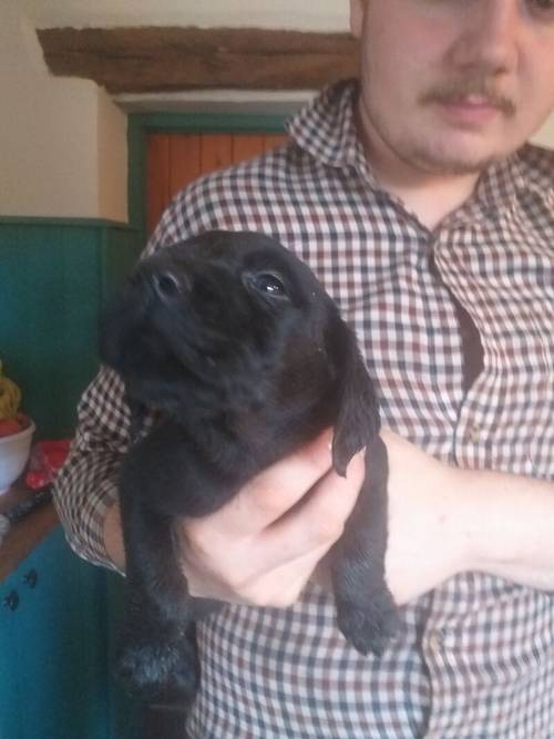 6 Black Labrador puppies for sale REDUCED £ 600 for sale in Denbighshire - Image 5