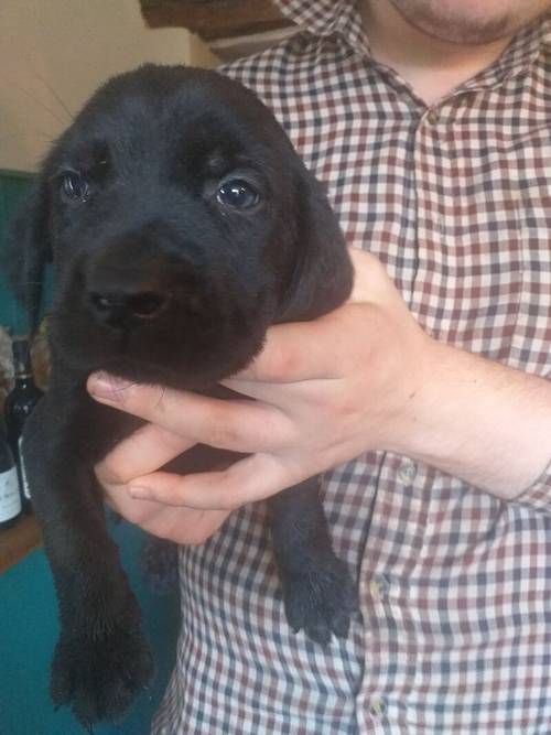 6 Black Labrador puppies for sale REDUCED £ 600 for sale in Denbighshire - Image 6