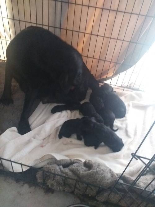 6 Black Labrador puppies for sale REDUCED £ 600 for sale in Denbighshire - Image 7