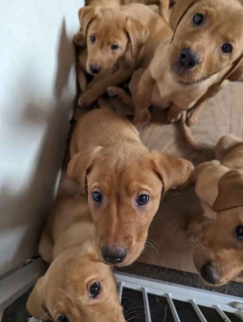 6 Fox red labradors puppies for sale in Kilbirnie, North Ayrshire