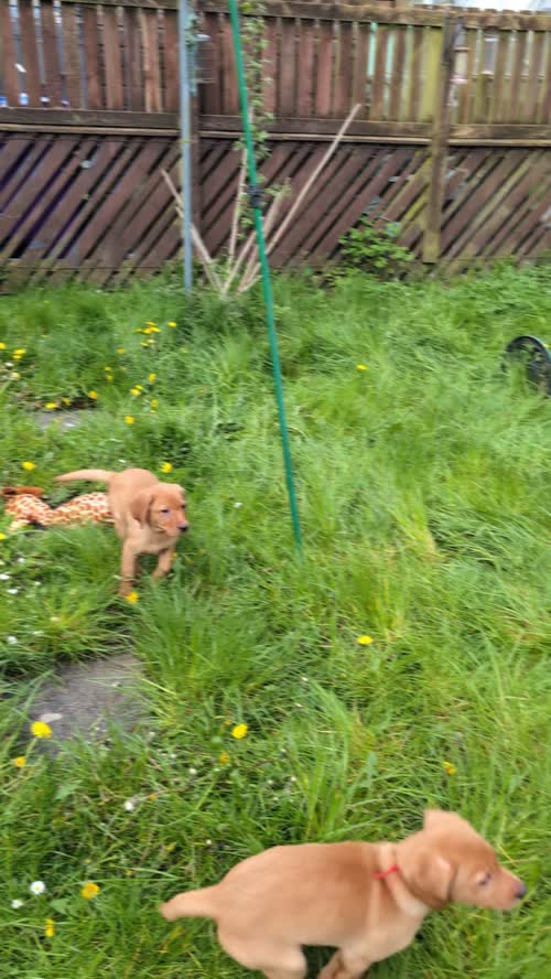 6 Fox red labradors puppies for sale in Kilbirnie, North Ayrshire