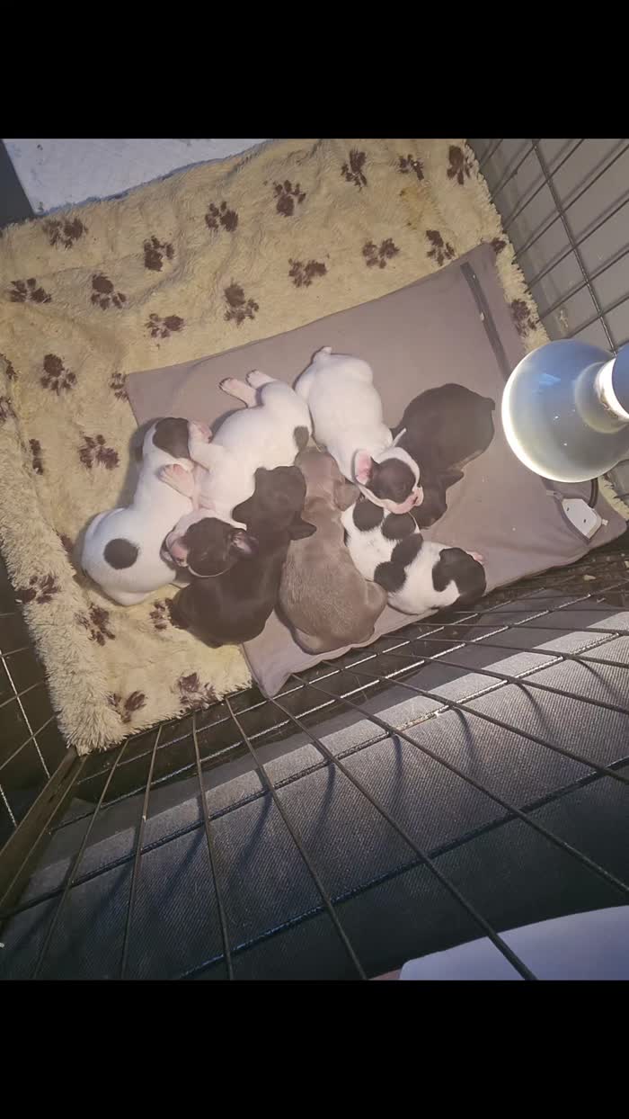 French Bulldog puppies for sale in Corby, Northamptonshire – 6 weeks old