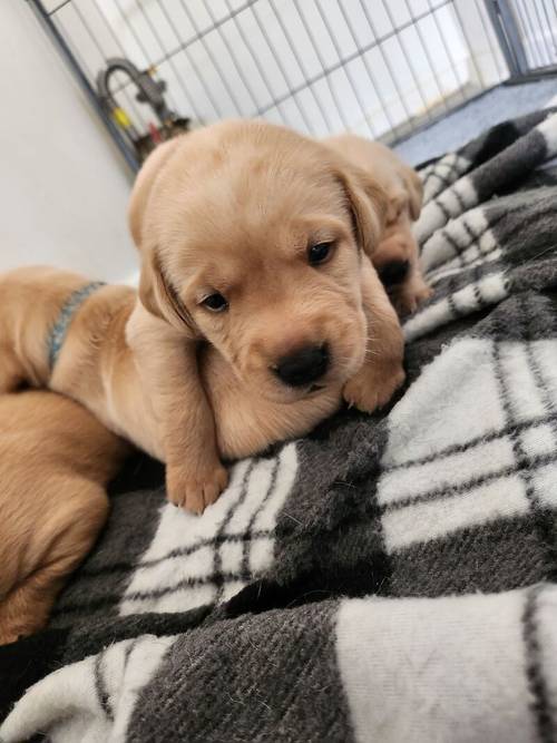 6 Golden labrador puppies for sale in Stanley, County Durham - Image 1